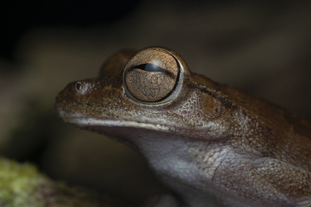 How Climate Change is Affecting Wildlife and Biodiversity